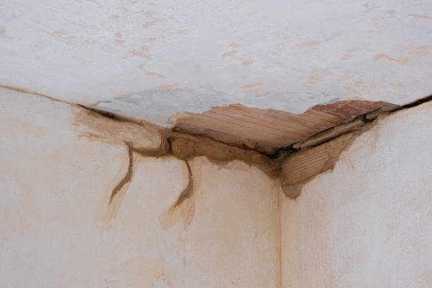 Best Professional water damage repair  in Fowlerville, MI